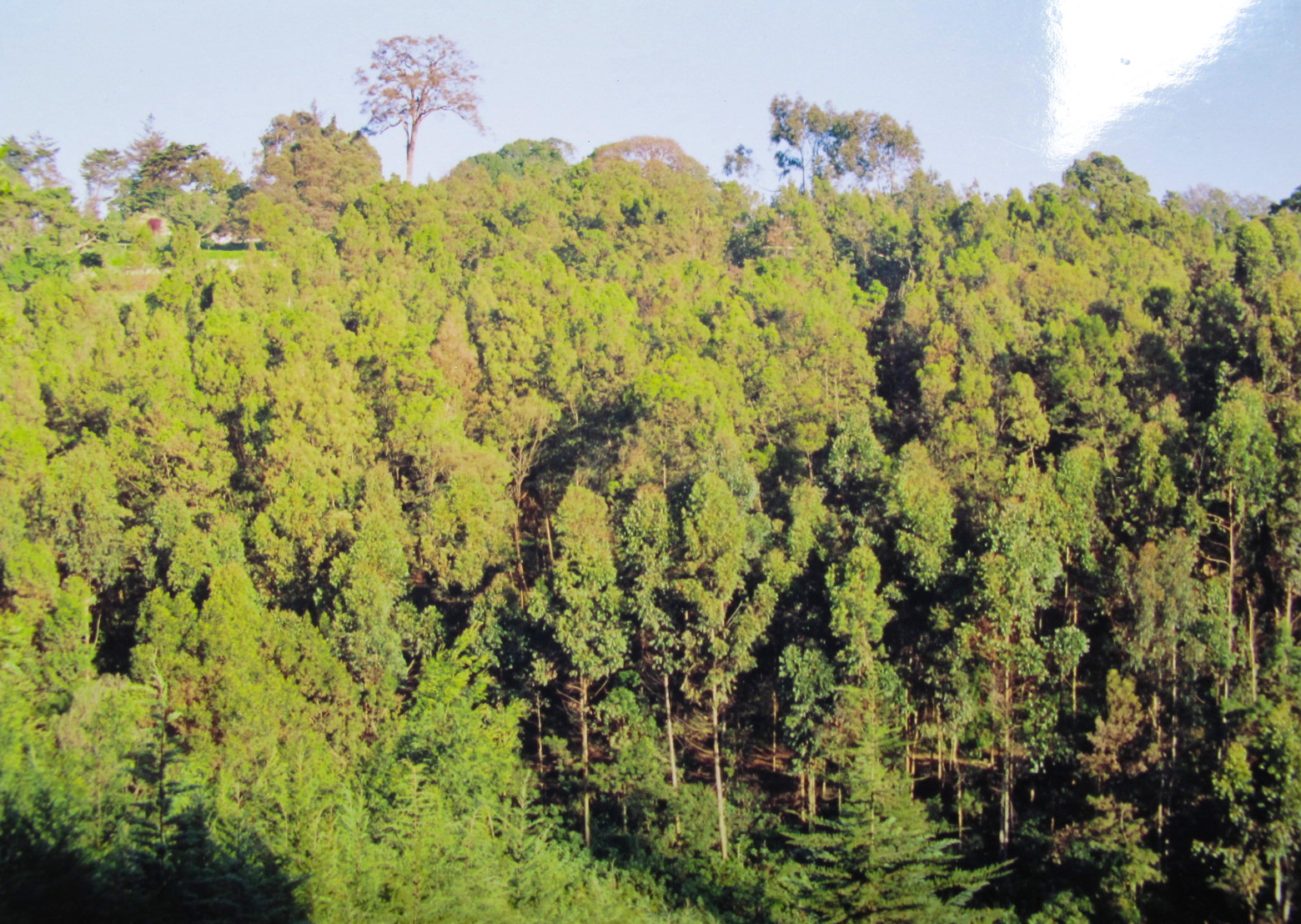 Forest restoration – saving East Africa's rare trees