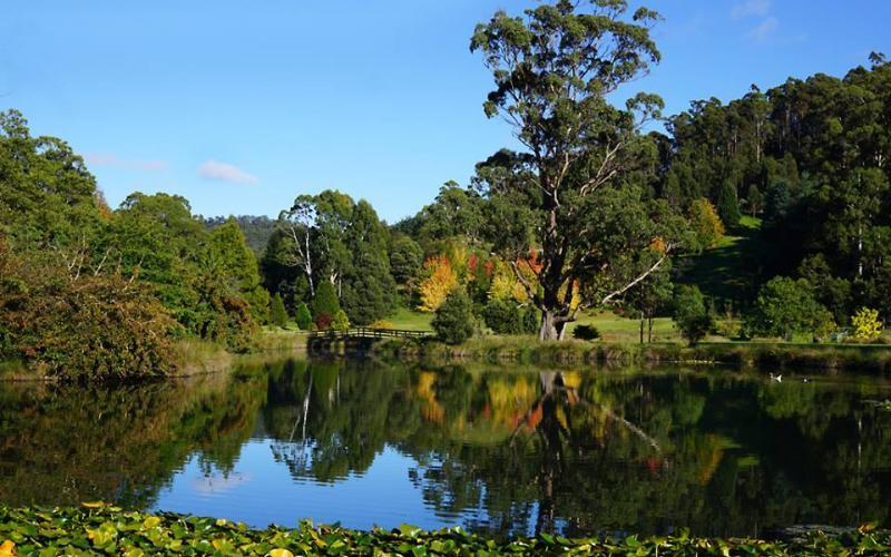 The Tasmanian Arboretum
