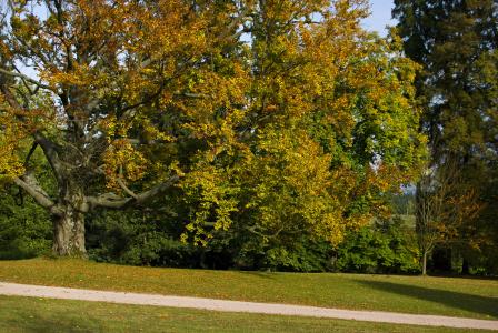 Arboretum Zampach - fall trees
