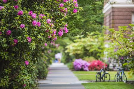 campus trees