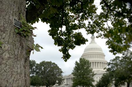 United States Capitol Grounds with labeled tree