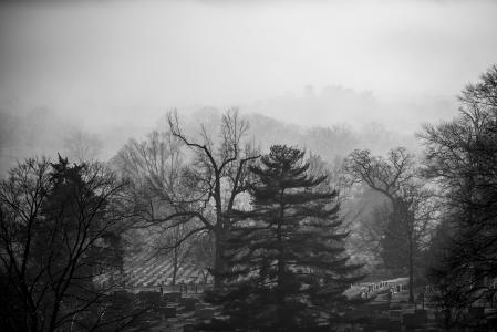 Arlington National Cemetery trees in fog