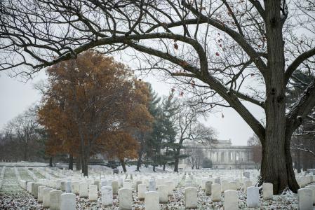 Arlington National Cemetery winter trees