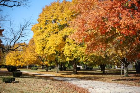 fall trees