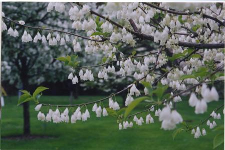 The Louise Arnold Tanger Arboretum