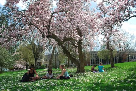 Spring tree blooms Campus Arboretum  Washington & Jefferson College 