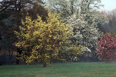 Bernheim Arboretum and Research Forest