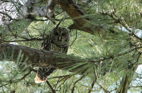 owl