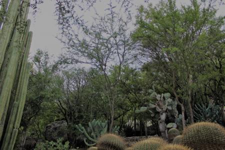 Cadereyta Regional Botanic Garden trees