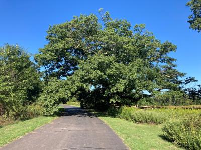 Champion Quercus rubra