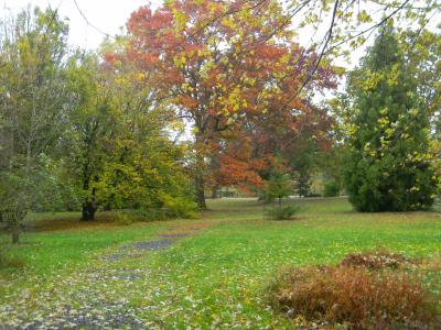 Colonial Park fall trees