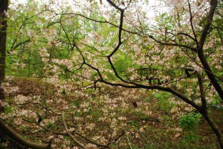 Donald E. Davis Arboretum  pinxterbloom azalea, Rhododendron periclymenoides