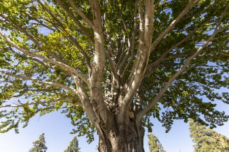 European Green Beech