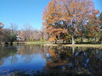 Fall trees at Willow Park Preserve