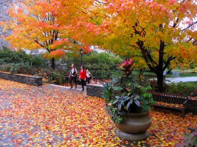 Fall  tree color at  Haverford College