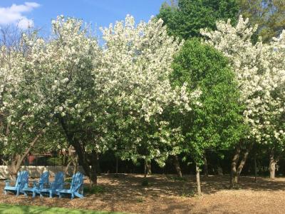 The Frick Pittsburgh Orchard trees