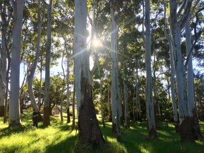 Centennial Park