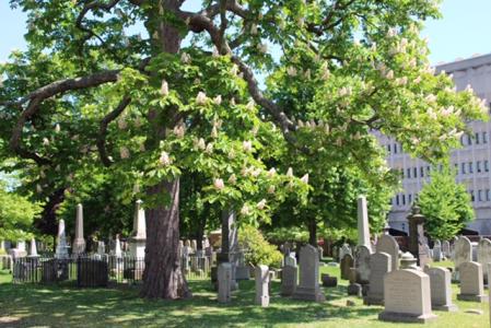 Grove Street Cemetery Arboretum