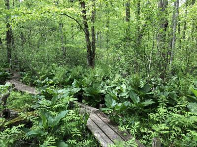 Highstead Boardwalk