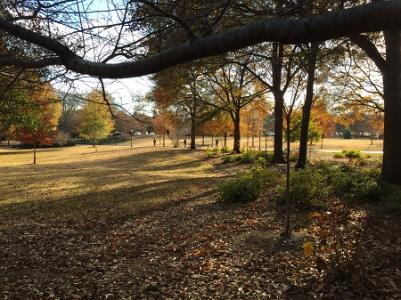 Georgia Tech Campus Arboretum