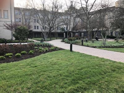 campus trees