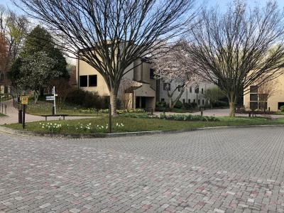 campus trees