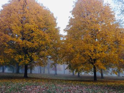 Autumn trees Autumn trees