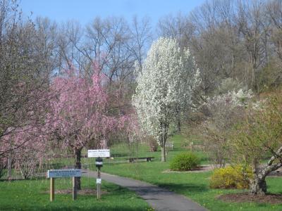 Orchard Arboretum - spring