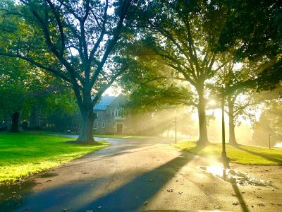 sun through trees