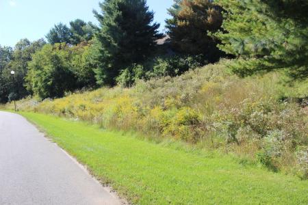 Collington Arboretum street trees