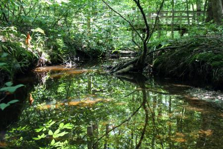 Adkins Arboretum - photo by  Kellen McCluskey.