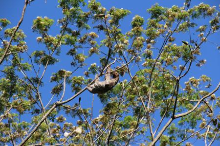 Slooth in tree