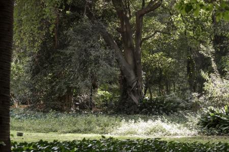 Botanic Garden of the City of Buenos Aires - trees