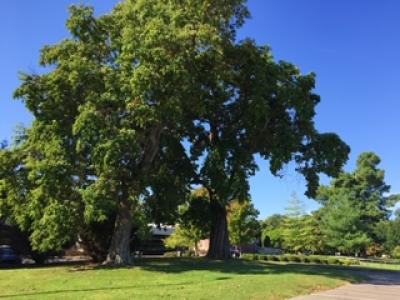 trees