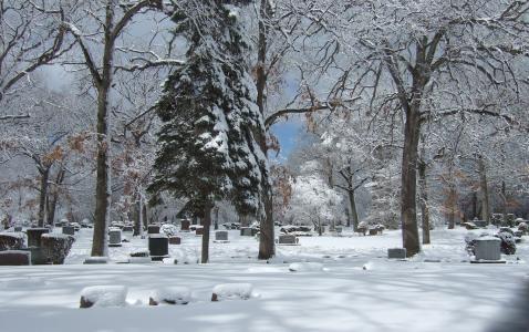 snow trees snow trees