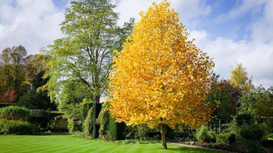 autumn trees