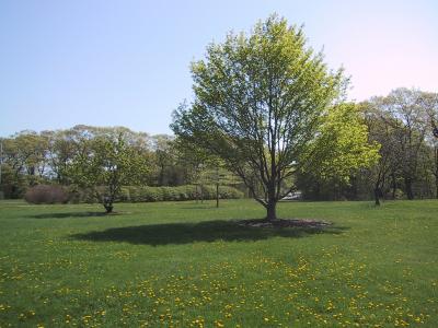 Longfellow Arboretum