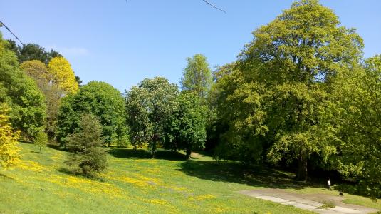 Lucombe Oak Lucombe Oak