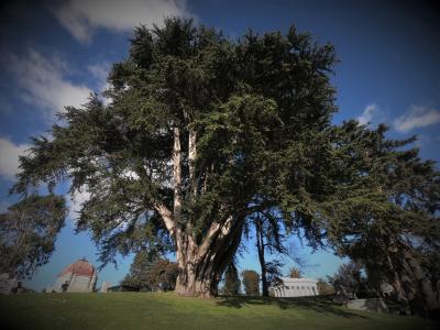 Monterey cypress