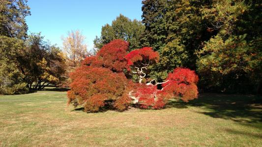 Japanese Maple