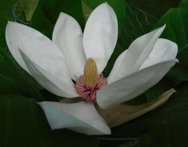 White Magnolia