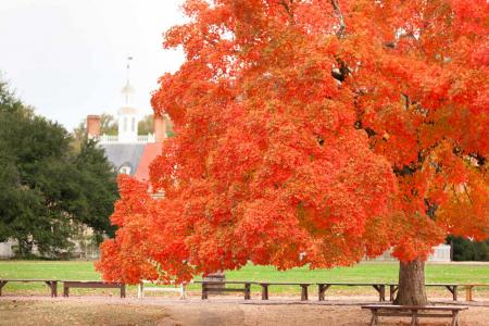 Colonial Williamsburg