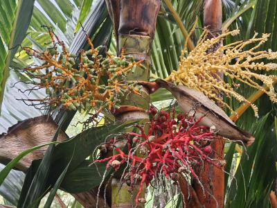 Palm flower Palm flower