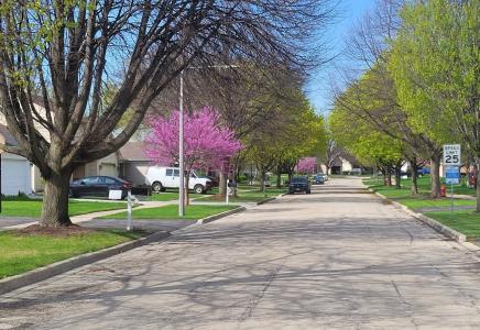 street trees