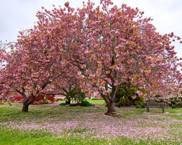 spring blooms