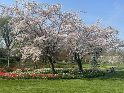 spring trees