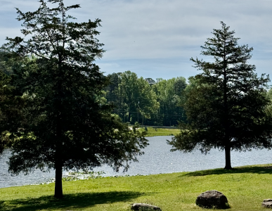 trees