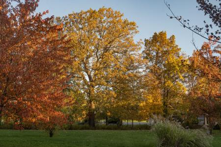 swamp white oak