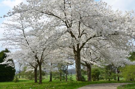 The Dawes Arboretum April trees
