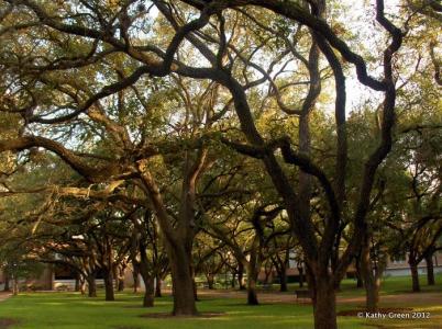 The John and Anne Grove Rice University.